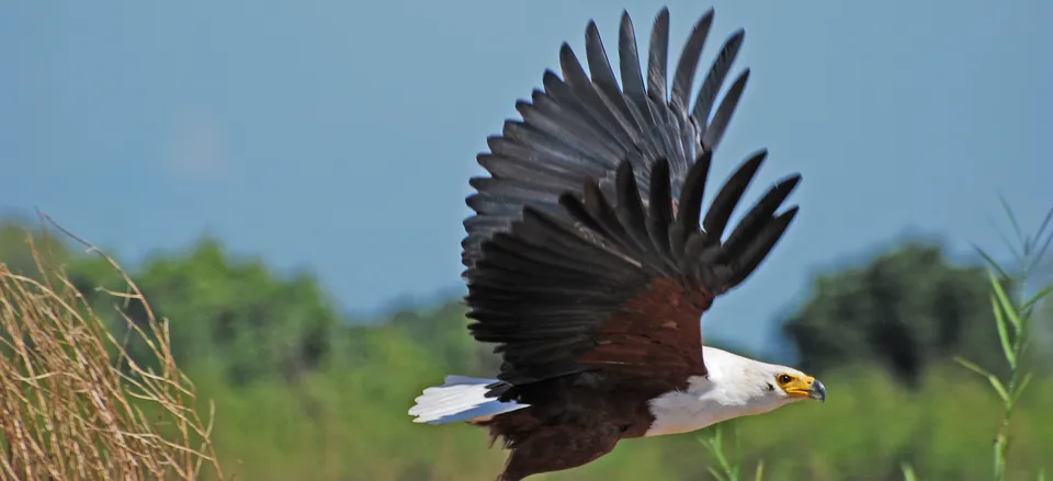  Flight of an African Fish Eagle in Zambia. Credit: Richard Sooy