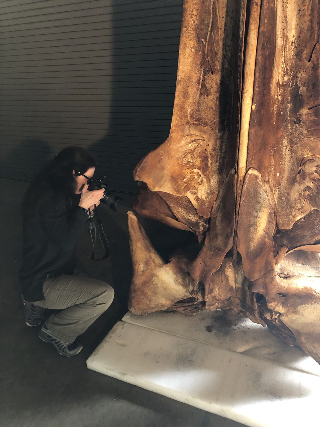 Scientist examines whale skull