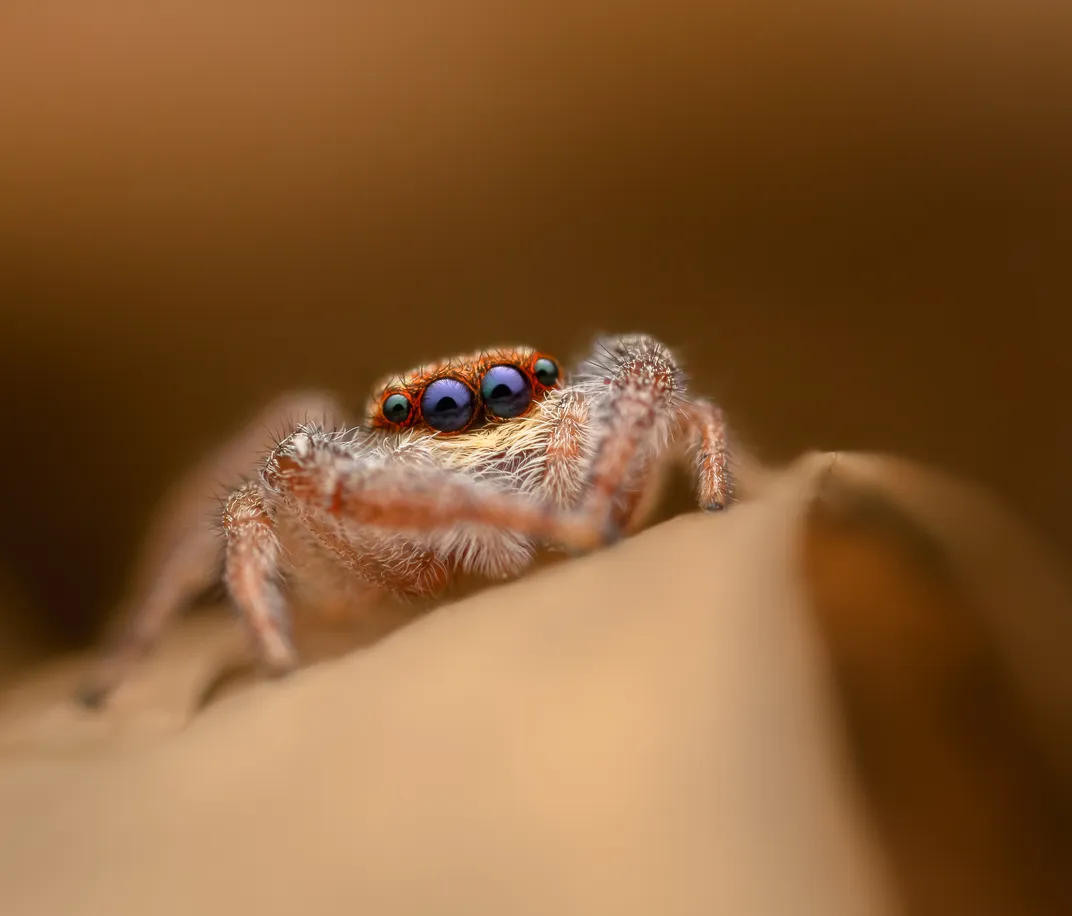 a small spider