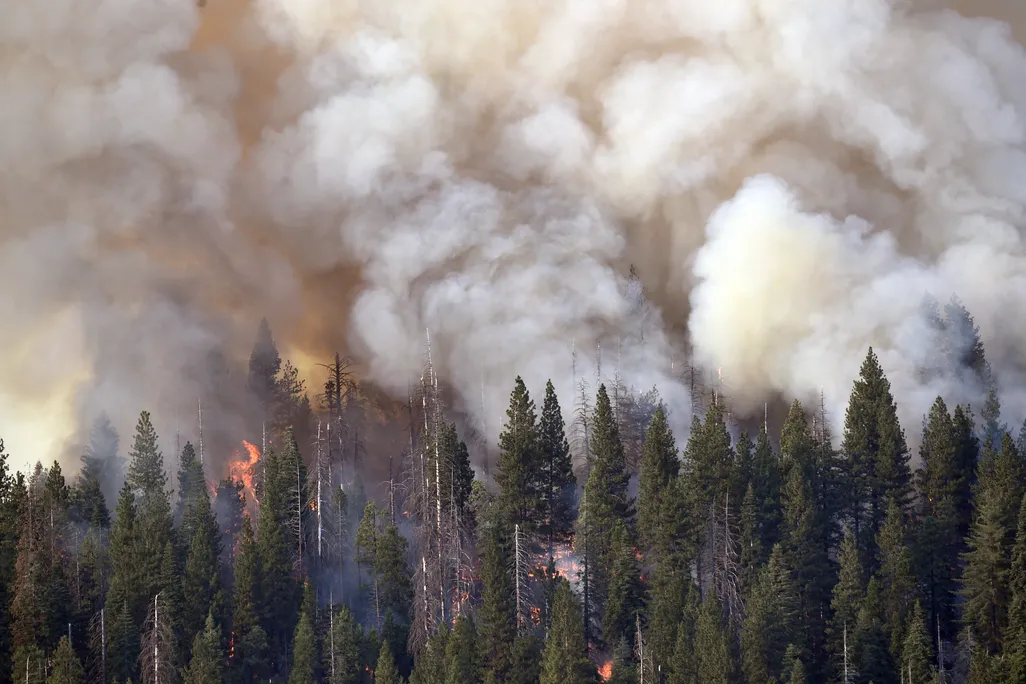 Trees on fire with smoke and flames