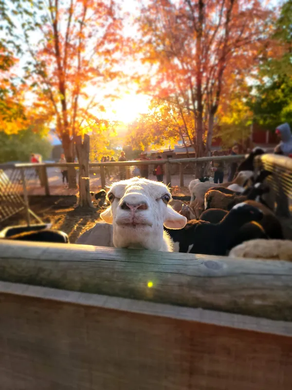 Petting Zoo at the Pumpkin Patch thumbnail