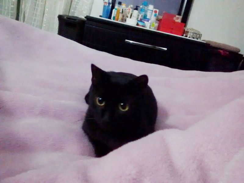 Black Cat in Bed Smithsonian Photo Contest Smithsonian Magazine