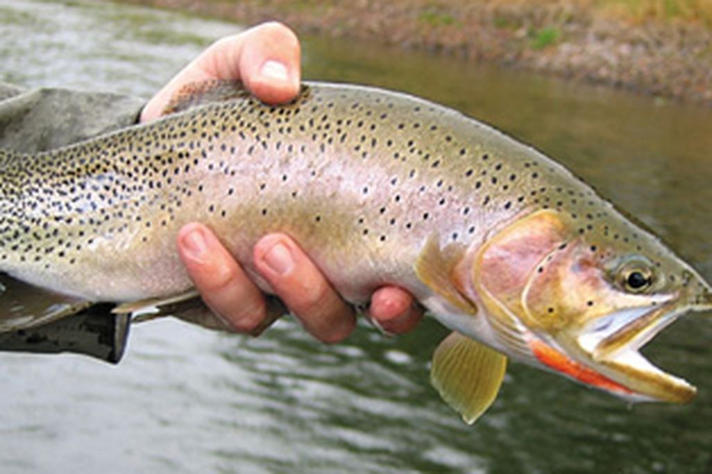 trout_388.jpg
