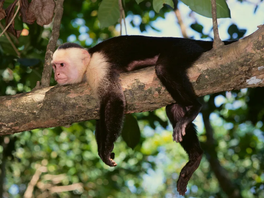 Tired Capuchin