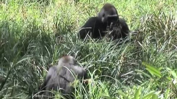Preview thumbnail for A Gorilla Family in the Wild