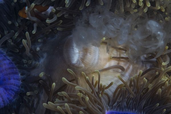 Spawning anemone with resident clownfish thumbnail