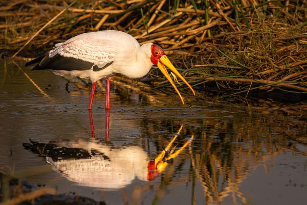 Yellow-billed Stork catching a frog thumbnail