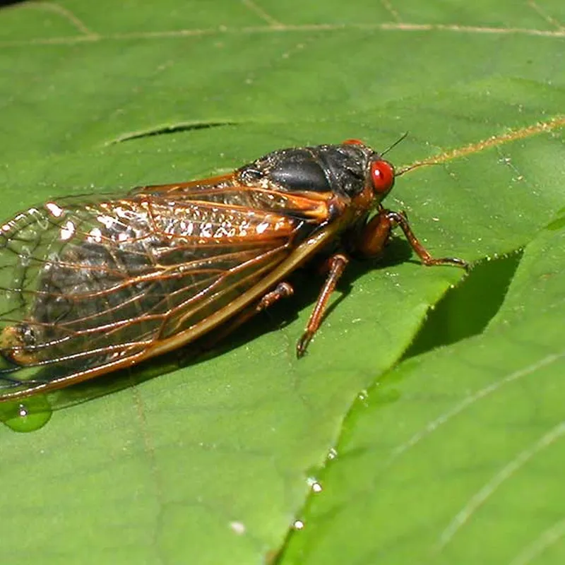14 Fun Facts About Cicadas, Science