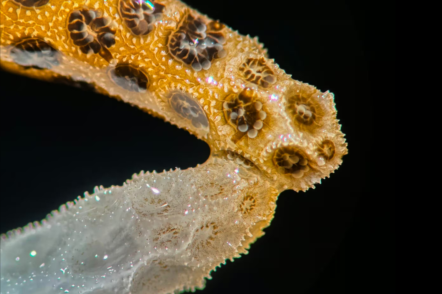 Sick Corals Can Heal With the Help of a 'Magic Touch' From Healthy Ones, Offering Hope for Heat-Damaged Marine Ecosystems