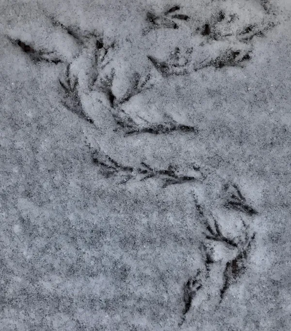 Bird tracks thumbnail