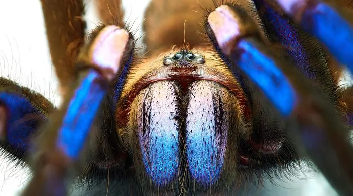 close-up of the spider's mouth and front legs, which have sections of bright blue