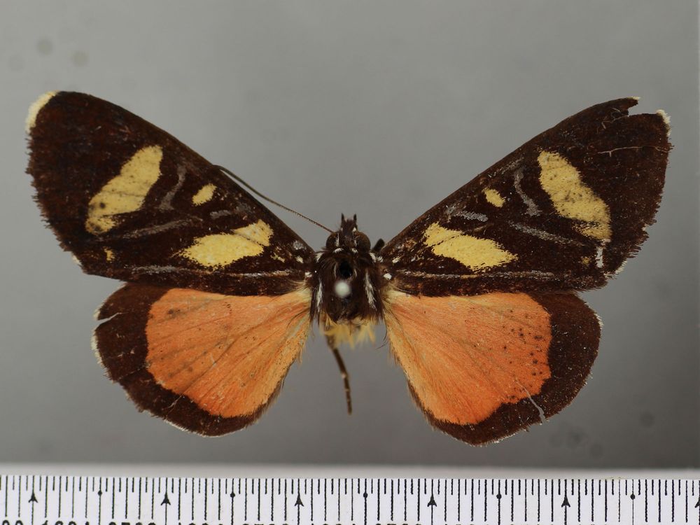 Butterfly Moth