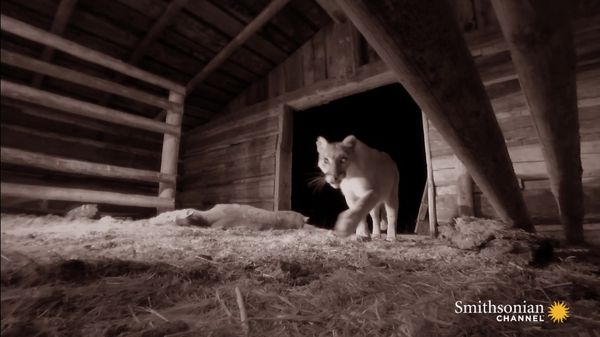 Preview thumbnail for This Mountain Lion Hides Her Kills in Abandoned Ranches