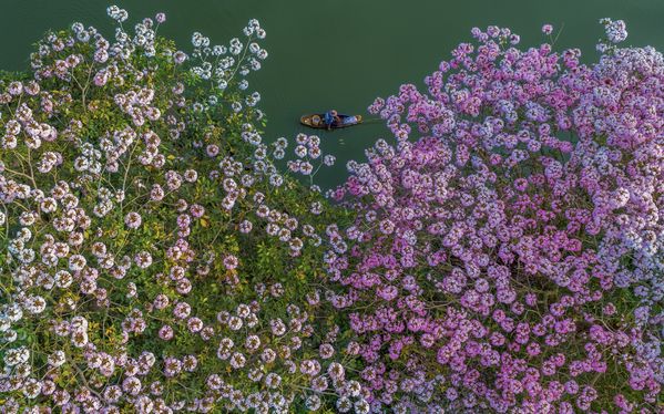 A fisherman under the blooming pink trumpet flowers along the lake of Nam Phuong, suburb of Bao Loc City, in central highland of Vietnam. The pink trumpet flowers bloom in late of spring yearly and last for several weeks.