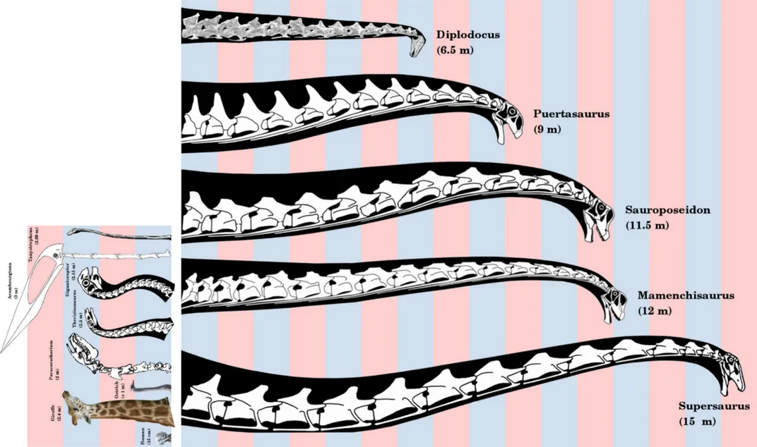 How Long-Necked Dinosaurs Pumped Blood to Their Brains