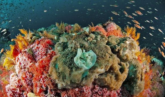 Pink and Green Reefs.jpg