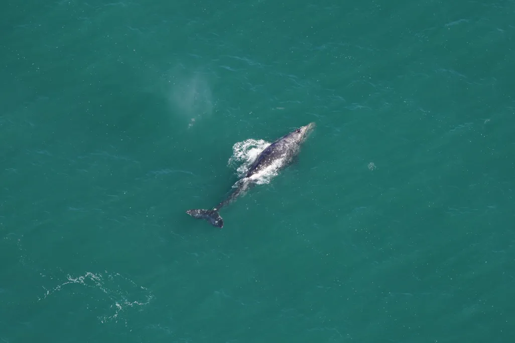 aerial shot of a Gray Whale in the ocean