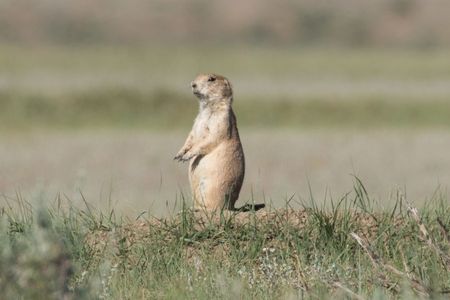 Black-tailed prairie dogs are prolific diggers and construct complex burrow systems.