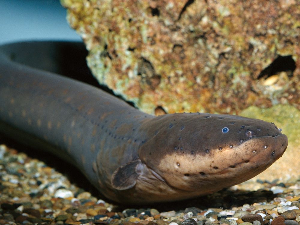 Electric Eels Curl Up to Double Their Shock Value | Science| Smithsonian  Magazine