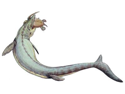 Mosasaurus was among the largest and last of the sea-dwelling mosasaurs.