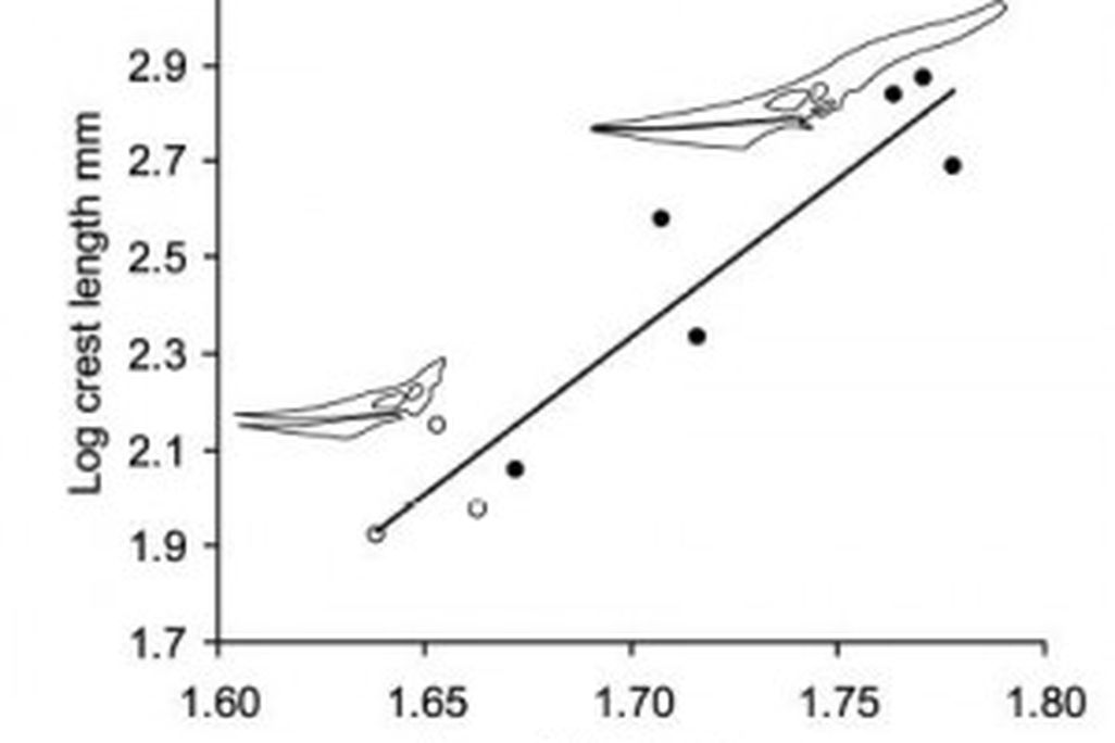 20110520083229Pteranodon-graph-300x240.jpg