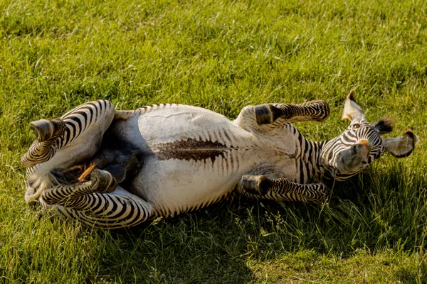 Zebra Charming up the Camera thumbnail