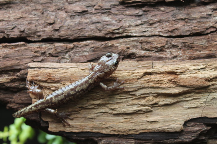 An image of a small, tan, salamander resting on the bark of a tree