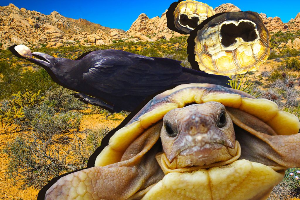 Raven and Desert Tortoise