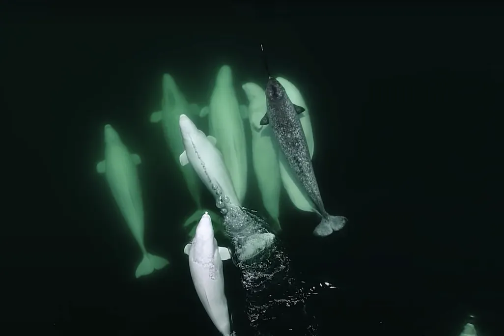 An image of a pod of beluga whales traveling with a lone male narwhal. The mammals are seen from above as they swim in the ocean.