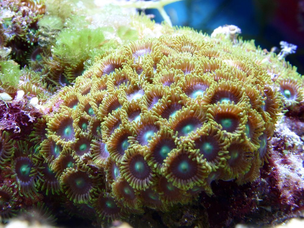 Zoanthid