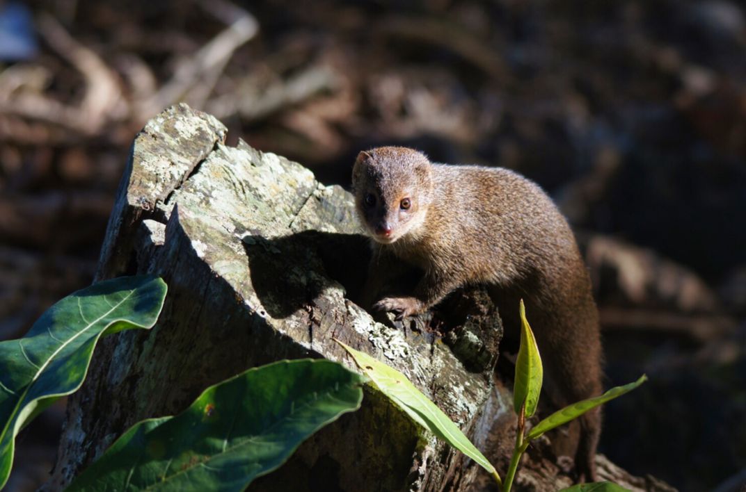 Asian Mongoose Smithsonian Photo Contest Smithsonian Magazine