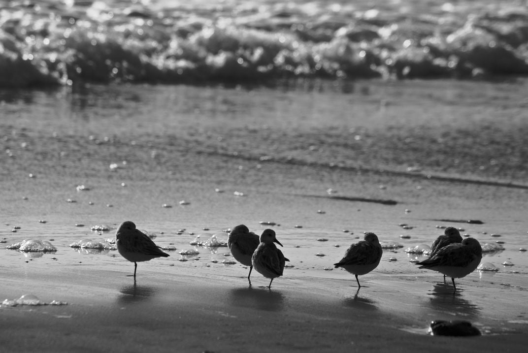 Birds conversing in a Huddle. | Smithsonian Photo Contest | Smithsonian ...