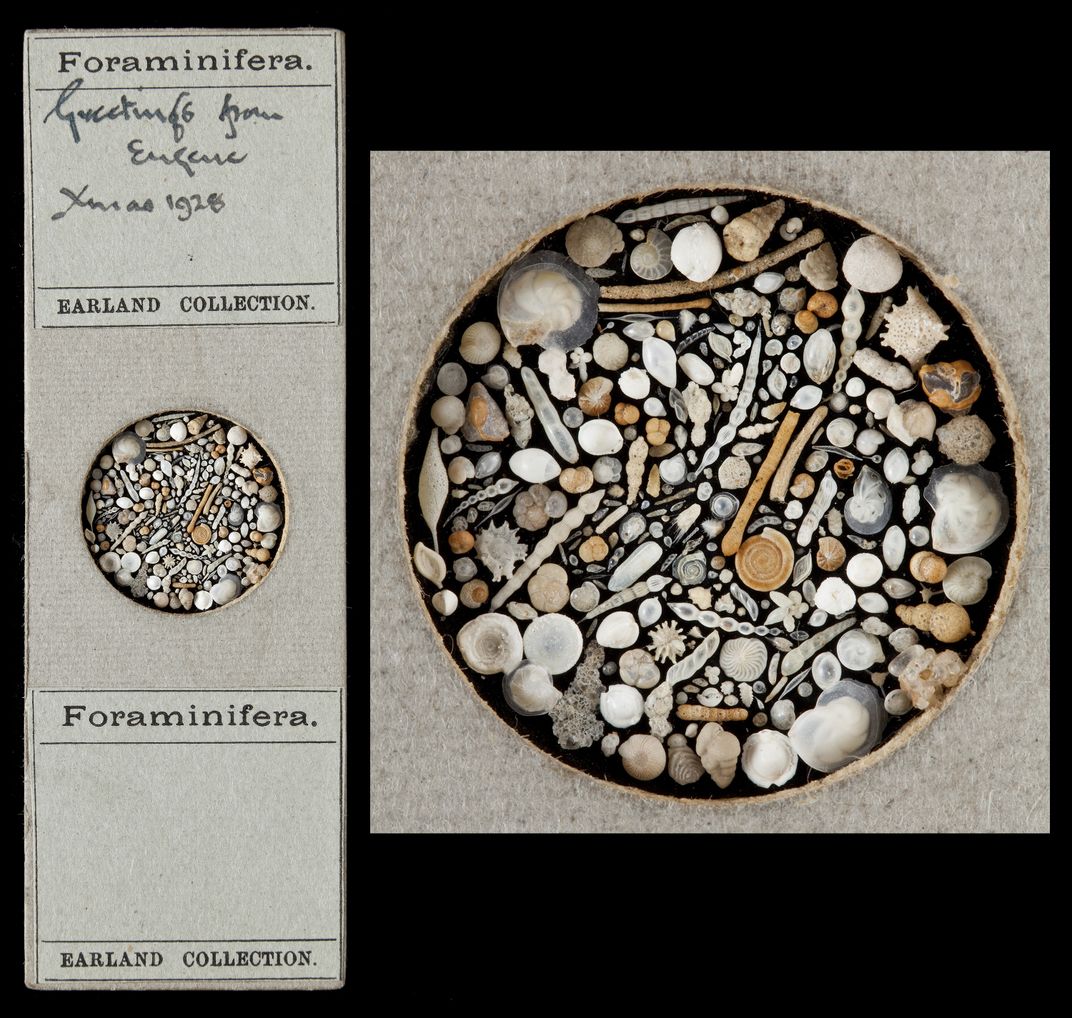 The Nerdiest Christmas Cards Ever May Be These Microscope Slides Composed of Shells