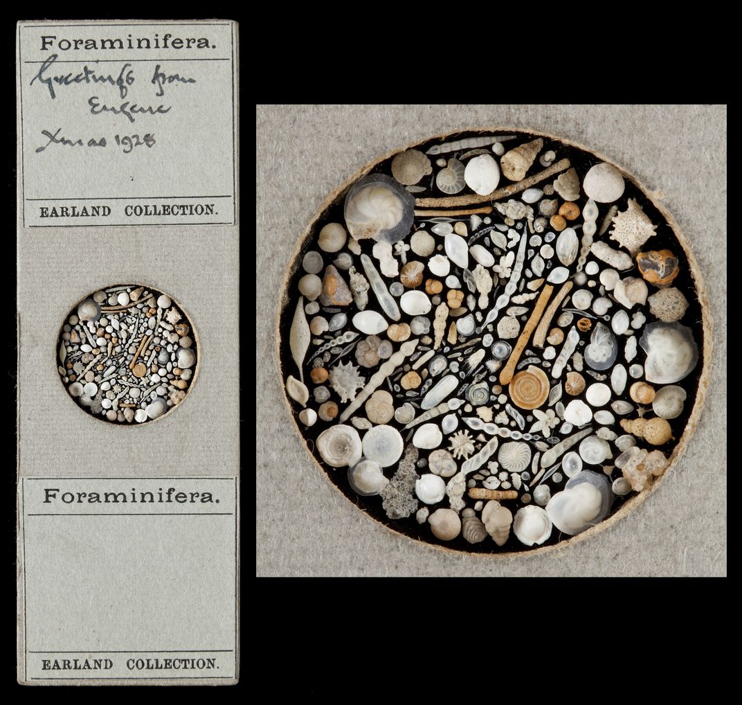 foraminifera microscope slide