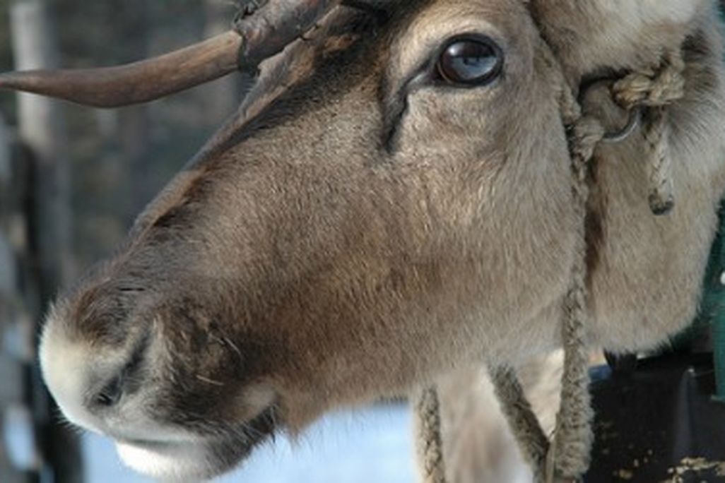 Reindeer have a few strategies for keeping cool (courtesy of flickr user much ado about nothing