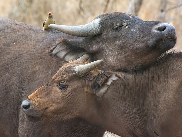Mother Cape Buffalo with its Baby thumbnail