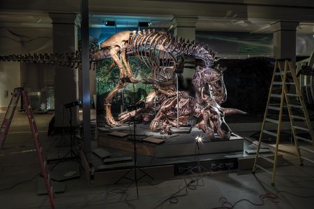 T. rex moves in for the kill on a doomed Triceratops—an herbivore that existed mainly on a diet of 
palm fronds.
