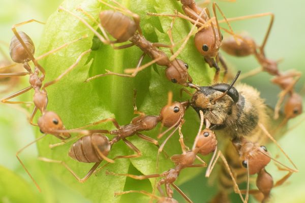 Weaver ants (Oecophylla smaragdina) dismembering an Asian Honey Bee (Apis cerana) thumbnail