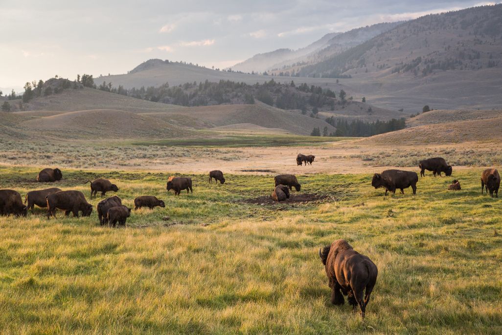 Bison Grazing