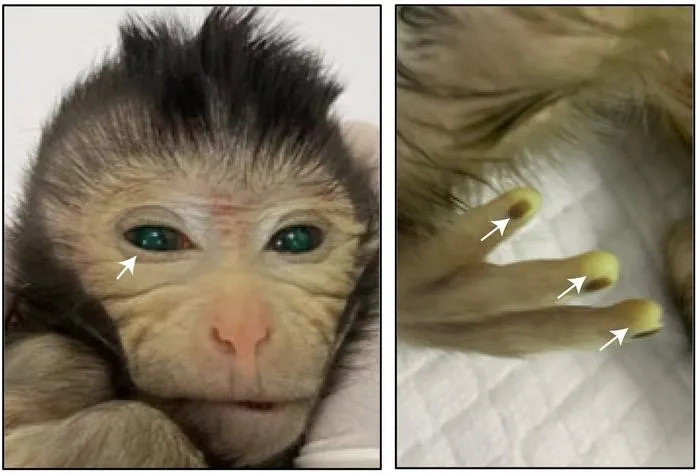 side-by-side view; close up on monkey's face at left, arrow pointing to green in its pupils, at right, three of the monkeys fingers appear tinted green