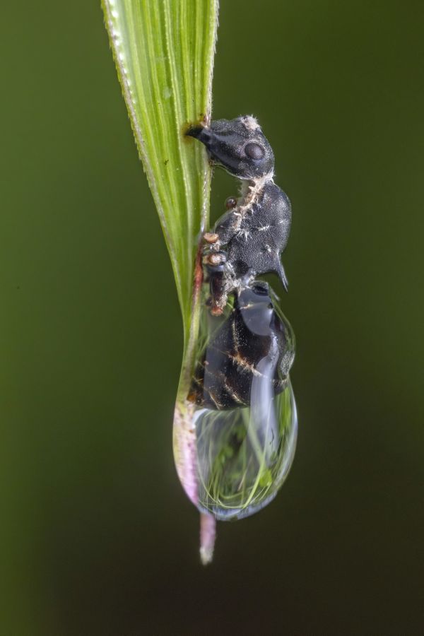 Zombie-ant fungus thumbnail