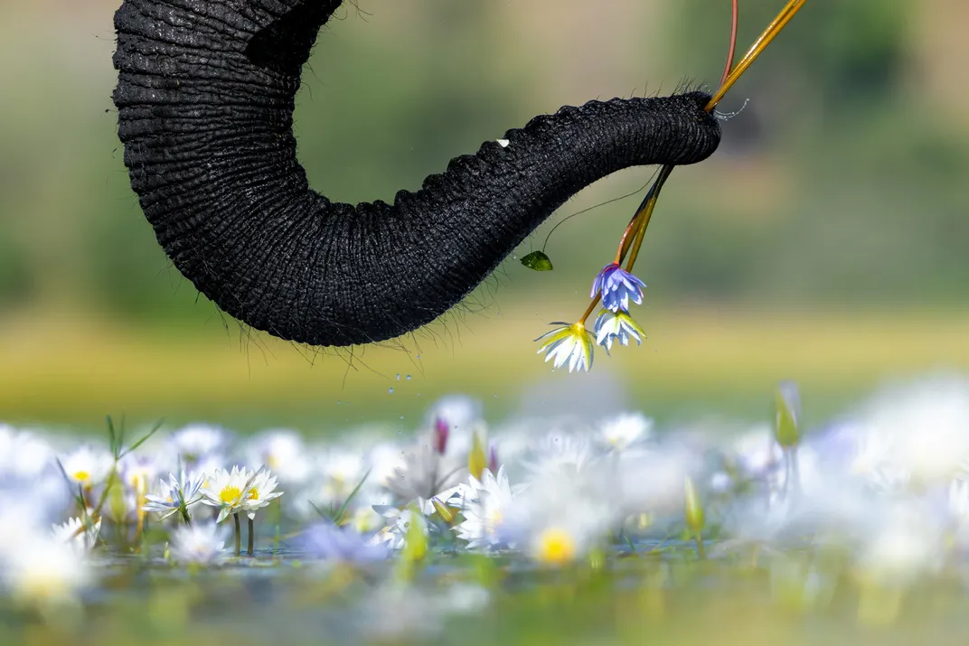 the tip of an elephant trunk picks up small white and purple flowers above a blurred expanse of them