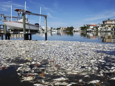 Killed by red tide, thousands of dead fish float in the Boca Ciega Bay in Madeira Beach, Florida, in July 2021. The harmful algae blooms are once again killing fish along Florida&#39;s southwest coast.

