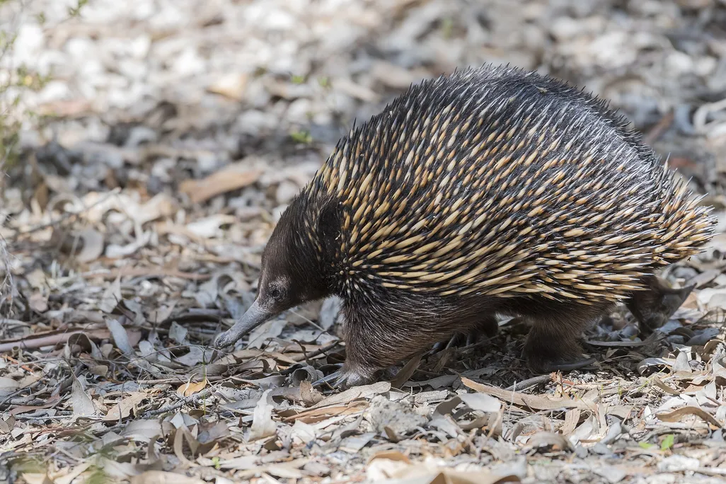 an echidna