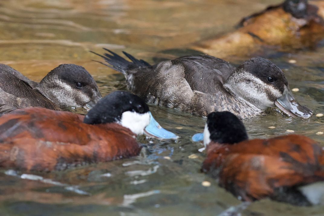 Ducks congregating in the prairie pothole aviary