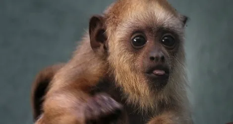 20120619073009monkeythumb.jpg