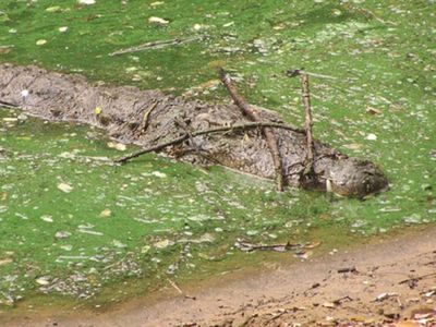 A mugger crocodile balances twigs on its nose to tempt birds