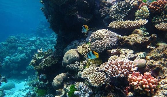 Coral reef health is an important indicator of the ocean’s well-being. Scientists can study corals to learn more about how climate change is affecting the oceans.  (Wise Hok Wai Lum, CC-BY-SA-4.0)