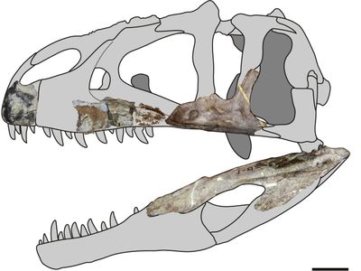 A reconstruction of a Siamraptor skull based on fossil evidence. 