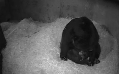 The first Andean bear cub was born at 12:01 am, the second at 2:02 am, on December 13 to proud mother Billie Jean.